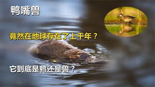 鸭嘴兽，竟然在地球存在了上千年？它到底是鸭还是兽？【唯物观】