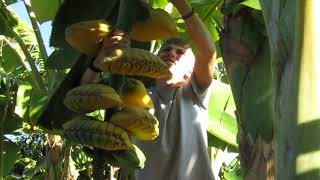 Harvesting a large bunch of Praying Hands bananas