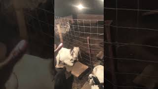 देसी बकरी पालन व्यवसाय || ब्लैक बंगाल बकरी || #shorts #viral #goatfarming