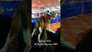 Funny Beagle puppy standing on my chest watching |Chennai Dog show 2024