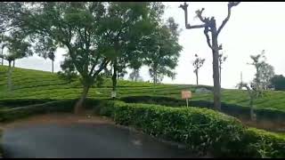 Way to Dolphin Nose View Point | Near Coonoor Nilgiris #travel #nilgiris #viewpoint #video #journey