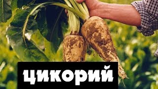 Как вырастить цикорий