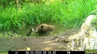 bear 23Aug2023