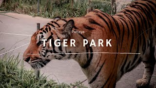 Super cute tiger cubs! | Tiger Park