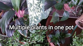 Multiple plants in one pot