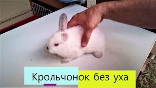 КРОЛИК с одним ухом Первые летние КРОЛЬЧАТА