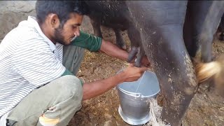 Milking Buffalos and Cow's milk | Desi Mahol | Nomi Jutt | Pind Ka Mahol | Village Life|