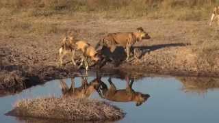 African Wild Dogs