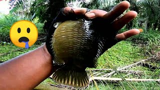 ENGAK DI RAGUKAN LAGI MANCING BETOK DI RAWA KEBUN KELAPA SAWIT || Mancing betok monster