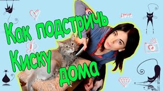 Как подстричь кота / Стрижка кошек дома / How to groom a cat / #LLChannel