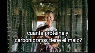 proteína y carbohidratos maíz gallos cuánto tiene?  #maizgallos #proteinagallos #hidratosgallos