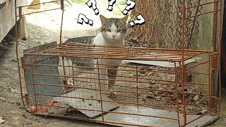 How to catch a stray cat. How does the trap work?