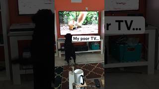 My dog does NOT mess with “TV for dogs” content