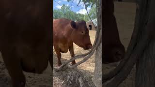 Chico the cow @gentlebarn #shorts #cow #viral #crazy #2017