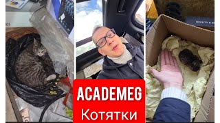 AcademeG Котятки