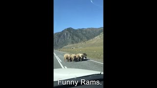 Roads of Altai. Horses, sheep, cows and mountains. #shorts #shortsvideo