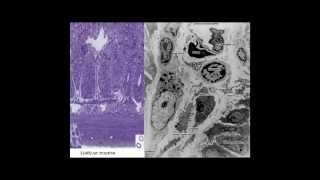 Medical School Histology. Images of Rat Intestines.