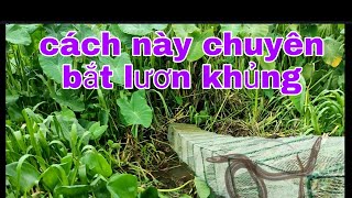 cách đặt lú chuyên bắt lươn và lươn khủng.#fishtrap