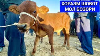 ХОРАЗМ ШОВОТ ПИР МОЛ БОЗОРИ ЁШ ХЎКИЗЛАР НАРХЛАРИ 4 сентября 2024 г.