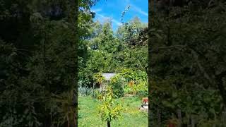 #garden#Garten, Bad Radkersburg