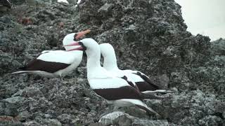 Comportamiento de Disputa entre dos individuos Machos de Sula granti / Piquero de nazca / Malpelo