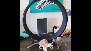 Funniest Cats 😹 - Cats Are Hilariously Clumsy 😂 - Funny Cats Life