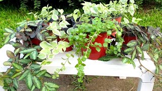 Tips for transplanting hanging busket|soil mixture..