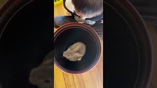 🐇Rabbit Hopping Out of A Flower Pot. #adventurous #bunny #rabbit