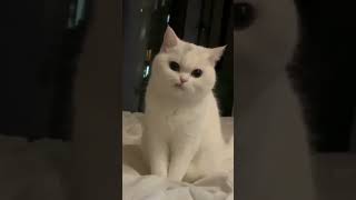 Cat Video cat 😺😺😺😺😺😺😺😺😺😺😺😺