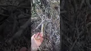 Snake climbs a tree!