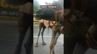 Camel Riders | ஒட்டக சவாரி | பிடித்திருந்தால் லைக் பண்ணவும்