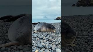 Seal sneezes sound like farts