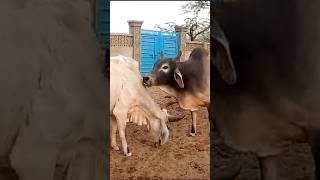 Big Bull Love with partner #viral #cow #cowvideos #love #shorts #crazy #villagelife #animals #bull