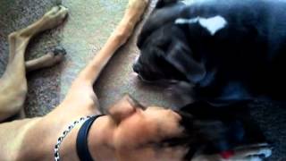 Great Dane plays with American Pit bull Azul