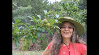 Preppers Retreat Update and Garden Harvest