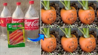 #43 No garden, grow carrots in plastic bottles