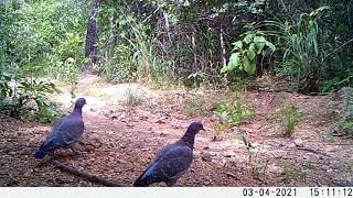 COM A PROXIMIDADE DO OUTONO MUITAS AVES COMEÇAM PREPARAM OS SEUS NINHOS.