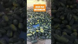 Newly harvest watermelon ready for pick up