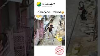 OLHA O QUE ESSE MACACO FEZ😨 #memes #shorts #funny