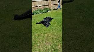 Dexter the happy black lab, having a roll. Tennis ball massage 🎾🐶