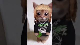 Cat changes clothes