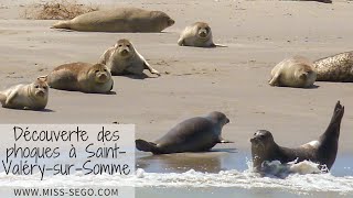 Visite de Saint-Valéry-sur-Somme et découverte des phoques