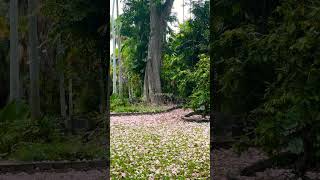 Carpet of Flowers | PINK TECOMA TREE | Bird Sounds #hawaii #botanicalgarden #shorts