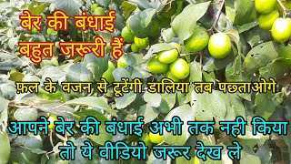 अभी तक एप्पल बेर की बंधाई नही किया तो ये वीडियो आपके लिए ही है। Apple Ber Farming Part - 3