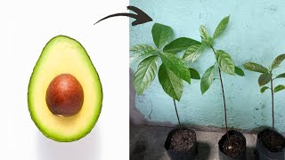 AVOCADO SEED PLANTING | Transferring Avocado Seed | by Krystal Therese Channel