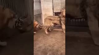 Lion's Roar Makes The Tiger Want To Run Away #tiger #lion #animals #shorts #wildanimals