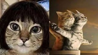 Try Not To Laugh Cats LoL Moments/ Cats Funny Video😂