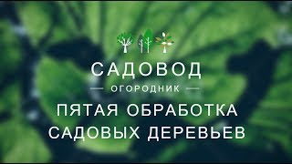 Пятая обработка садовых деревьев