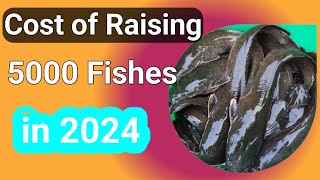 Is Fish Farming Now Profitable? - Cost of Raising 5000 Fishes in Nigeria in 2024