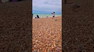 🐦Seagull #pebble beach #brighton #summer weather